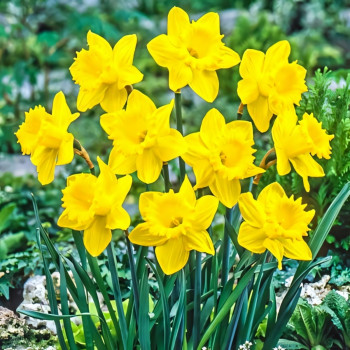 Нарцисс крупноцветковый Датч Мастер (в упаковке - 3шт.)