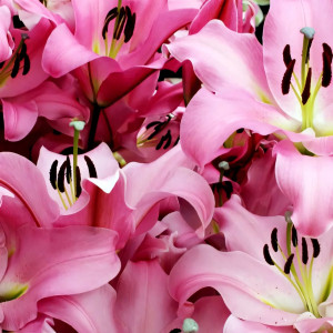  Лилия ОТ гибрид Gracefull (Грейсфул)