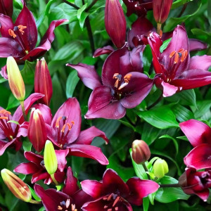  Лилия азиатская Blacklist (Блэклист)