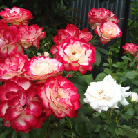 Саженцы Роза флорибунда Юбилей Принца Монако