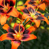 Луковицы  Лилия азиатская Easy Samba (Изи Самба) (3шт.)