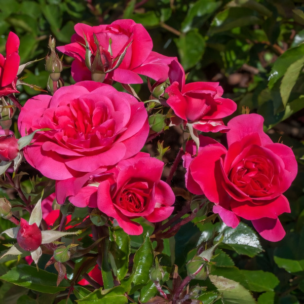 Саженцы Роза флорибунда Сангрия