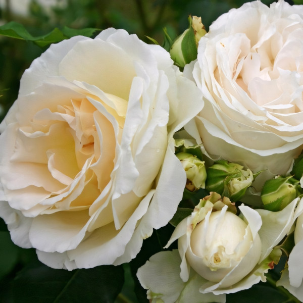 Саженцы Роза флорибунда Космос