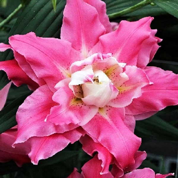 Луковицы  Лилия махровая восточная Dreamline (Дримлайн) (3шт.)