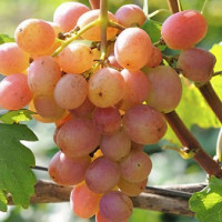 Саженцы Виноград Гурман лакомка