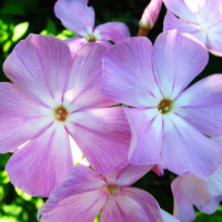 Саженцы Флокс Ксения