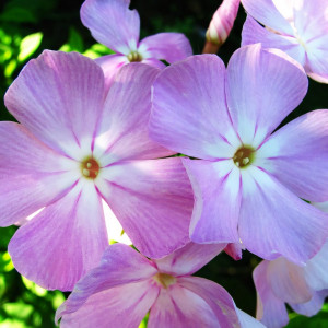 Саженцы Флокс Ксения