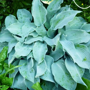 Саженцы Хоста October Sky (Октобер Скай) М