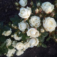 Саженцы Роза флорибунда Корснода