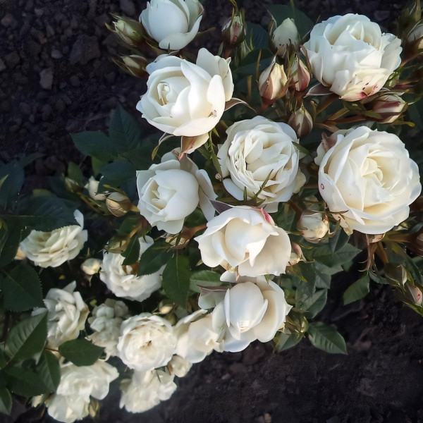 Саженцы Роза флорибунда Корснода