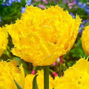 Тюльпан бахромчатый Экзотик Сан (в упаковке - 3шт.)