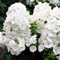 Саженцы Флокс метельчатый Danielle (Даниэль)