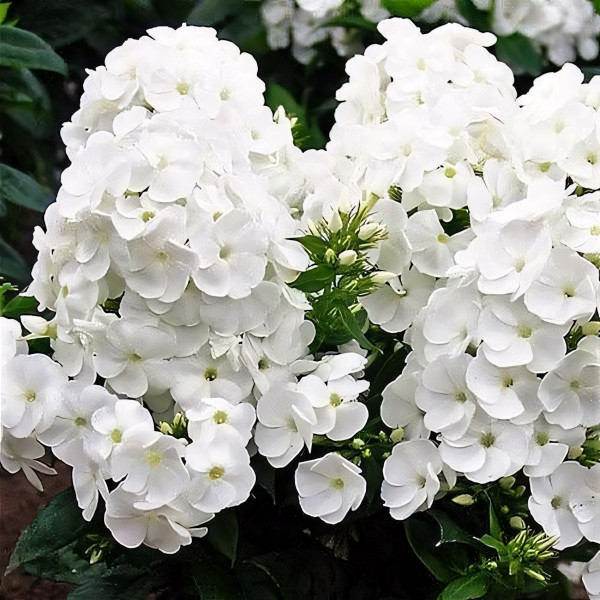 Саженцы Флокс метельчатый Danielle (Даниэль)