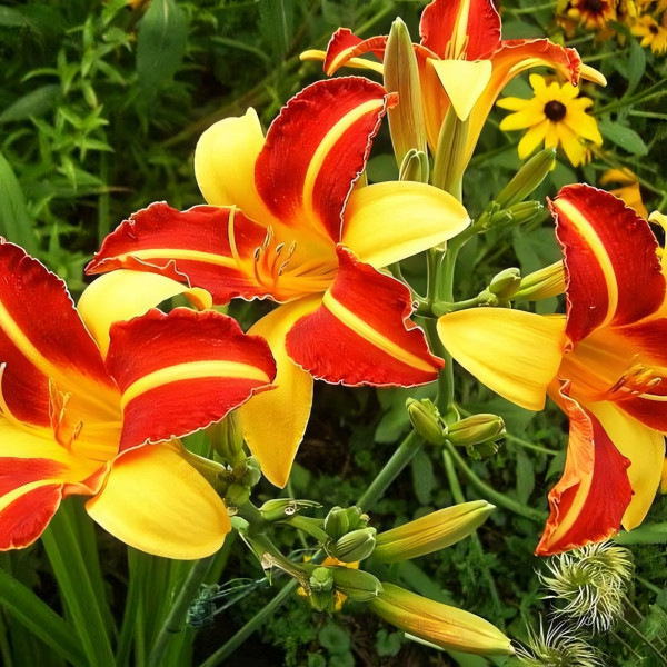 Саженцы Лилейник Frans Hals (Франс холс)