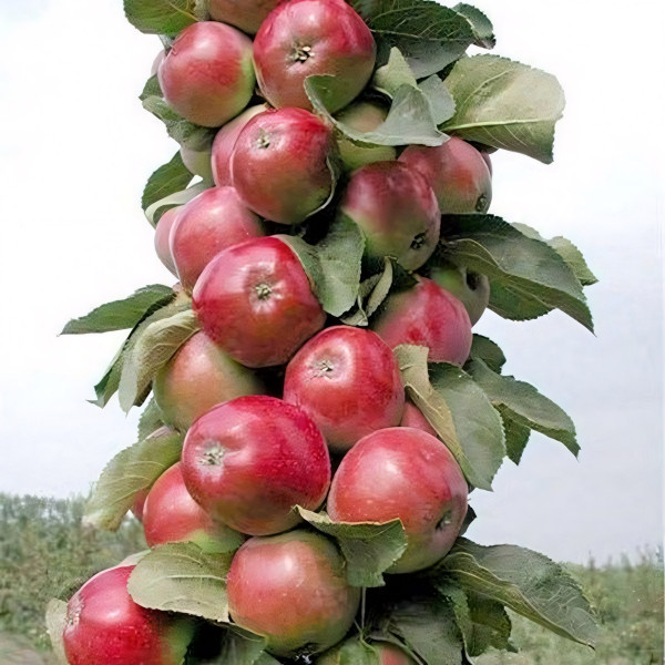 Саженцы Яблоня колоновидная Джин