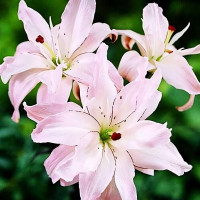 Луковицы  Лилия азиатская Spring Pink (Спринг Пинк) (3шт.)