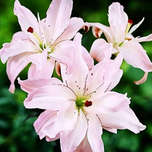  Лилия азиатская Spring Pink (Спринг Пинк)