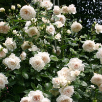 Саженцы Роза чайно-гибридная Ванилла