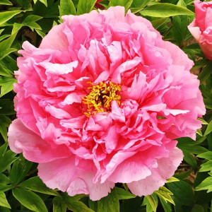 Саженцы Пион Серебристый ручей