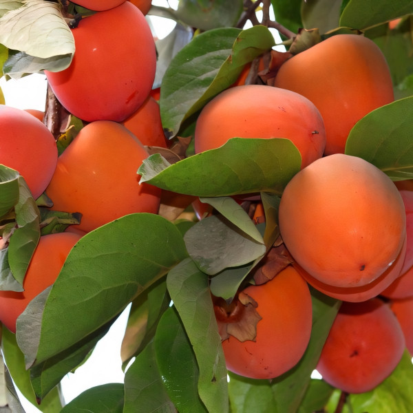 Саженцы Хурма Королек Шоколадный