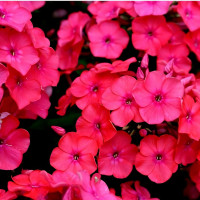 Саженцы Флокс Набат