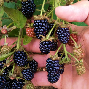 Саженцы Ежевика Агавам