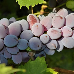 Саженцы Виноград кишмиш Юпитер