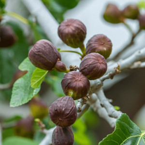 Саженцы Инжир Браун Турция