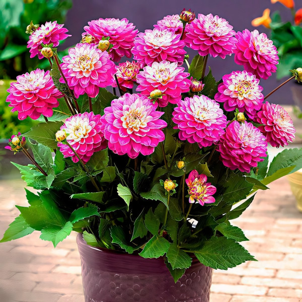 Саженцы Георгина Melody Pink Allegro (Мелоди Пинк Аллегро)