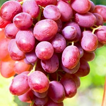 Саженцы Виноград Гурман ранний