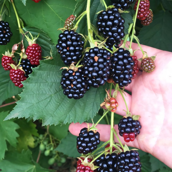 Саженцы Ежевика Тонфри