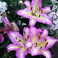 Луковицы  Лилия восточная Tom Pouce (Том Пус) (3шт.)