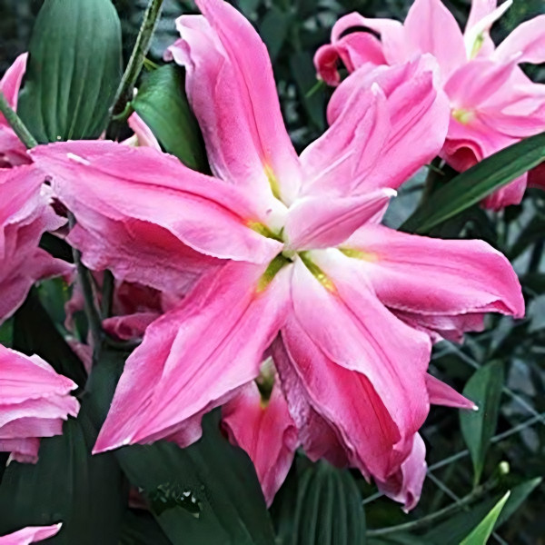 Луковицы  Лилия восточная Kadango (Каданго) (3шт.)