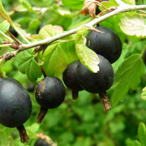 Саженцы Йошта Титания