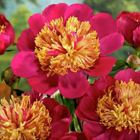 Саженцы Пион Tom Eckhardt (Том Экхарт)