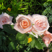 Саженцы Роза флорибунда Ангажемент