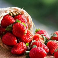 Саженцы Земляника Ирма, 5шт.