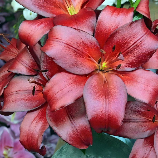 Луковицы  Лилия ЛА гибрид Kamsberg (Камсберг) (3шт.)