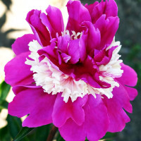 Саженцы Пион Top Hat (Топ Хет)