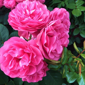 Саженцы Роза флорибунда Леонардо да Винчи