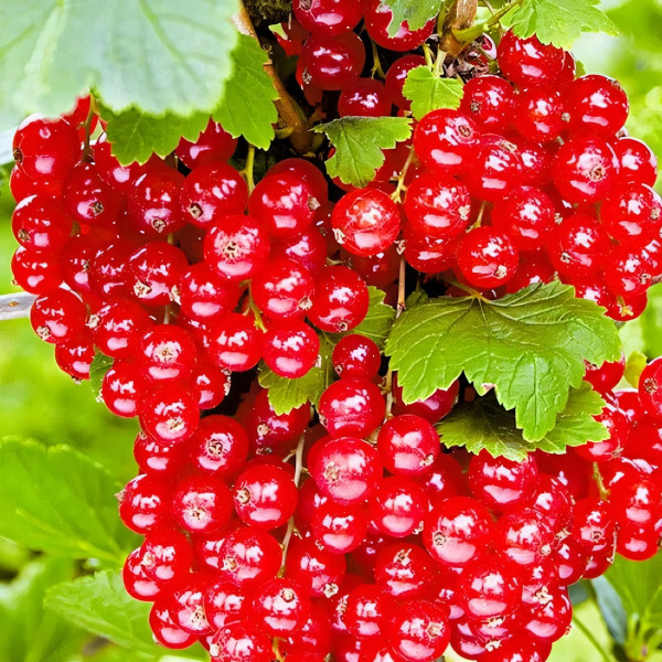 Саженцы Смородина красная Уральская красавица