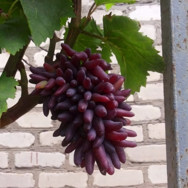 Саженцы Виноград кишмиш Хеллоуин