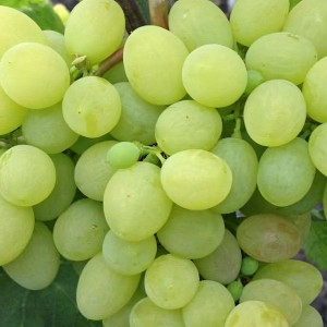 Саженцы Виноград кишмиш белый