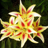 Луковицы  Лилия ОА гибрид Sunny Crown (Санни Краун) (3шт.)