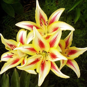  Лилия ОА гибрид Sunny Crown (Санни Краун)
