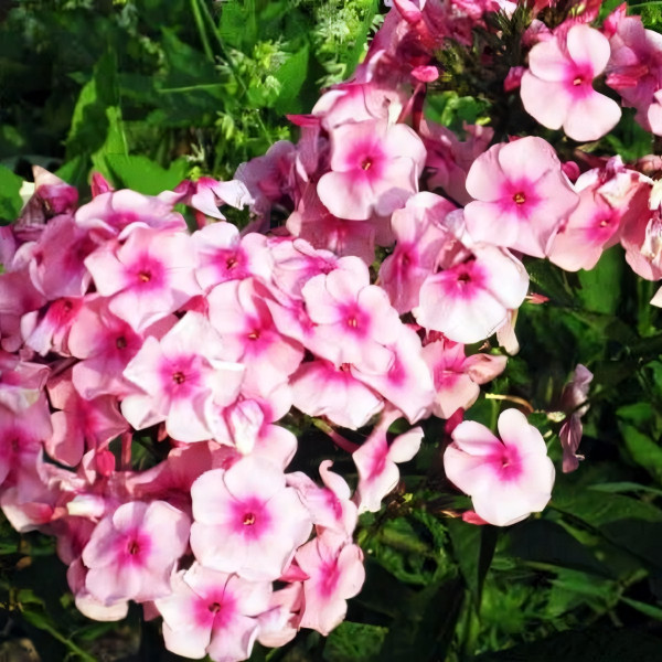 Саженцы Флокс Милый друг