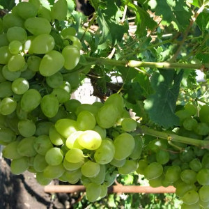 Саженцы Виноград Монарх