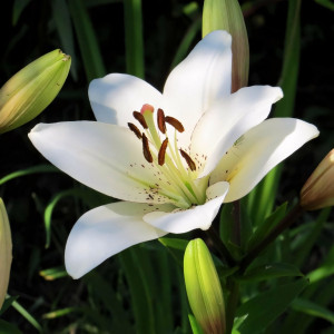  Лилия ЛА гибрид Eyeliner (Айлинер)