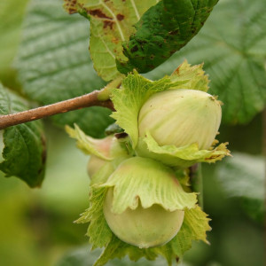 Саженцы Фундук Кавказ