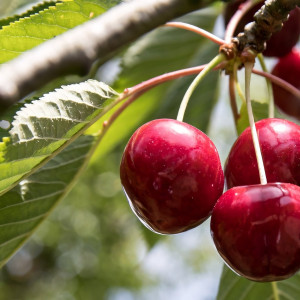 Саженцы Черешня Память Покровской